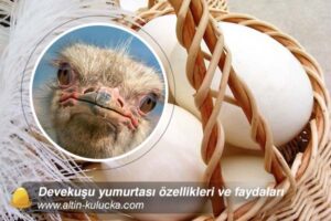 Devekuşu Yumurtasının Yüksek Fiyatının 2026 ve Ötesi İçin Kanıtlanmış Nedenleri [Uzman Rehber] - Kapak Görseli